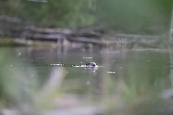 576A2423 - Castors