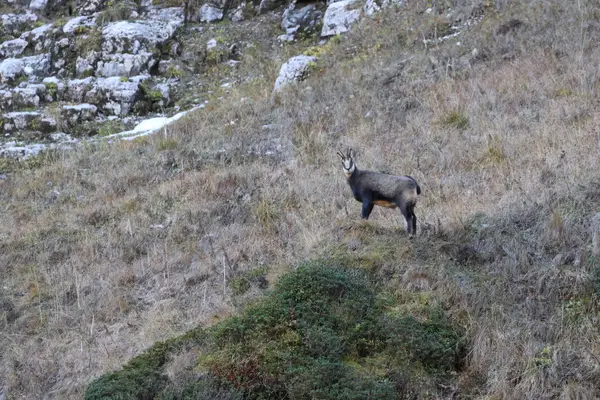 478A7546 - Chamois