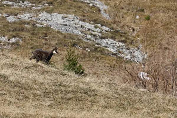 478A7869 - Chamois