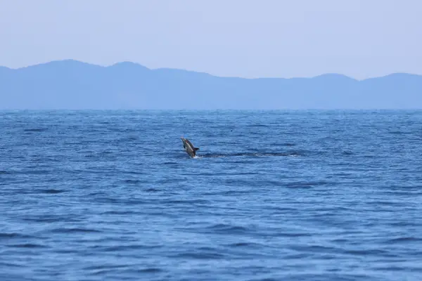 478A8723 rec - Dauphins