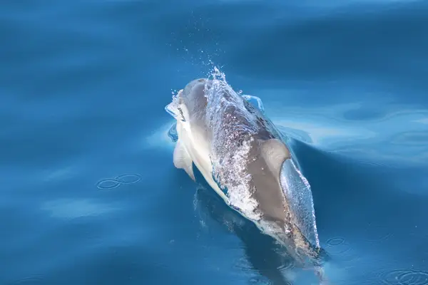 478A8798 - Dauphins