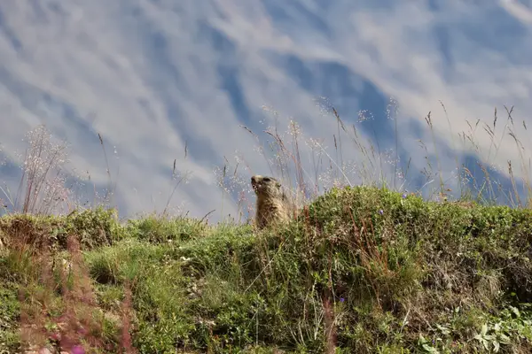 478A3522 - Marmottes