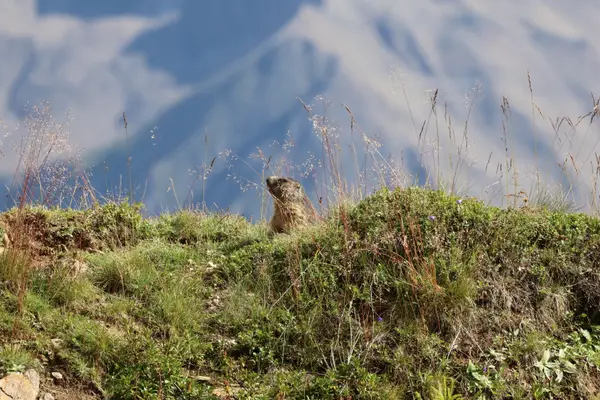 478A3533 - Marmottes