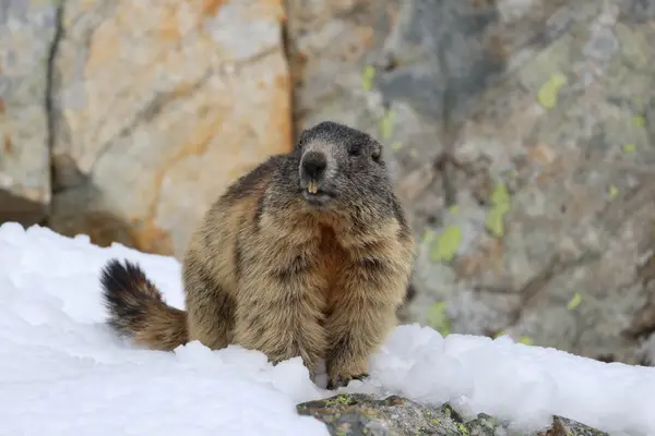 478A9887 - Marmottes