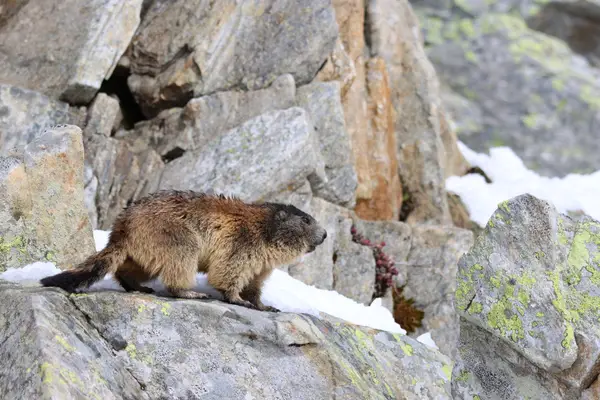 478A9912 - Marmottes