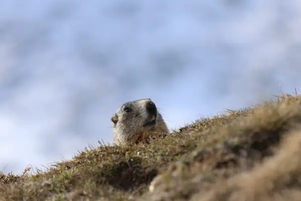 478B0054 - Marmottes