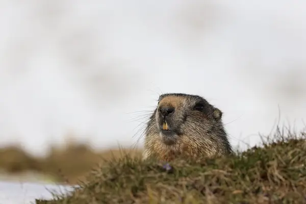 478B0102 - Marmottes