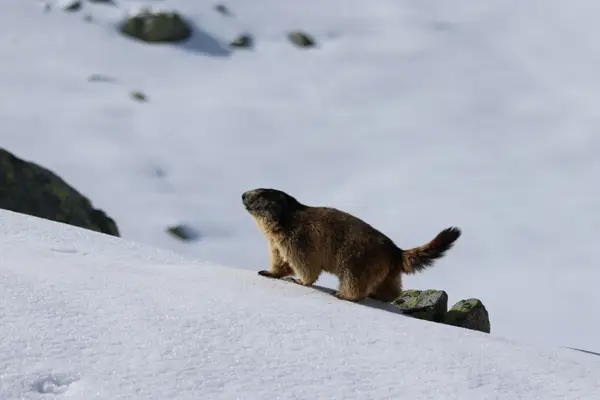 478B0147 - Marmottes