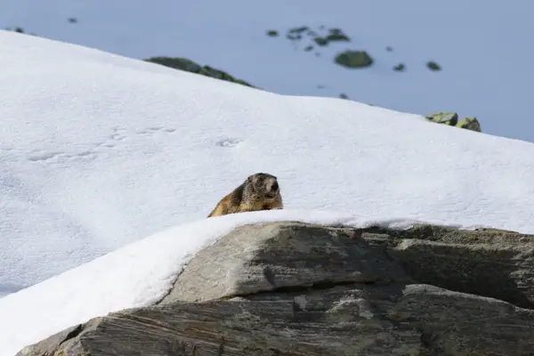 478B0186 - Marmottes