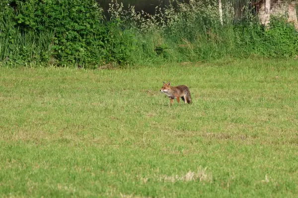 478A1708 - Renards